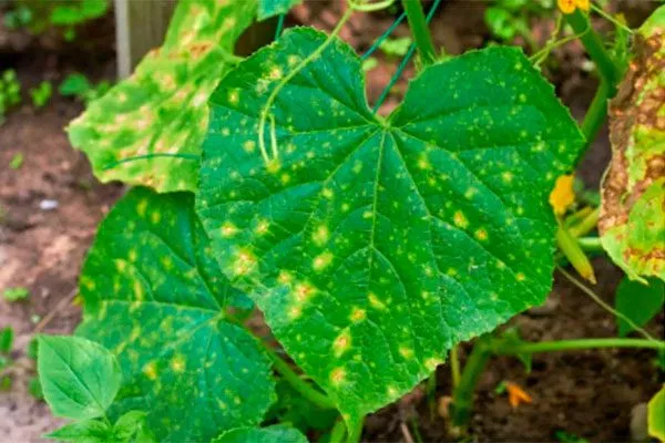 Заболевания и вредители огурцов Диригент4