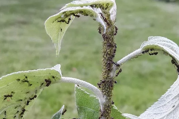 Заболевания, вредители, защита яблони Вишнёвое7
