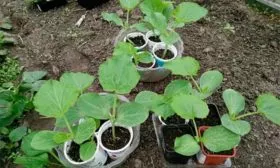 Закаливание тыквы Дынька3