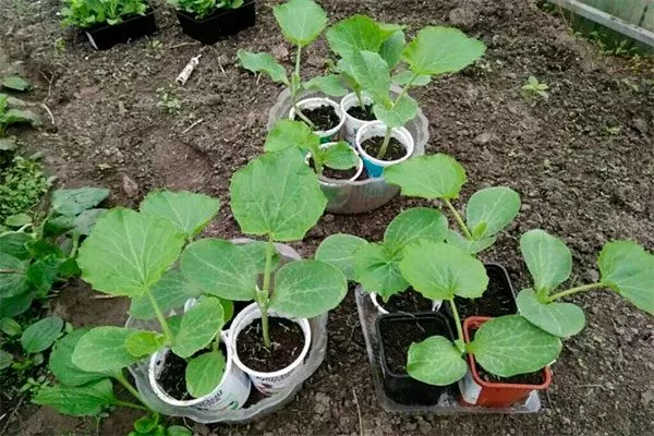 Закаливание тыквы Дынька3