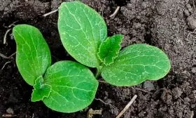 Закаливание тыквы Мандаринка3