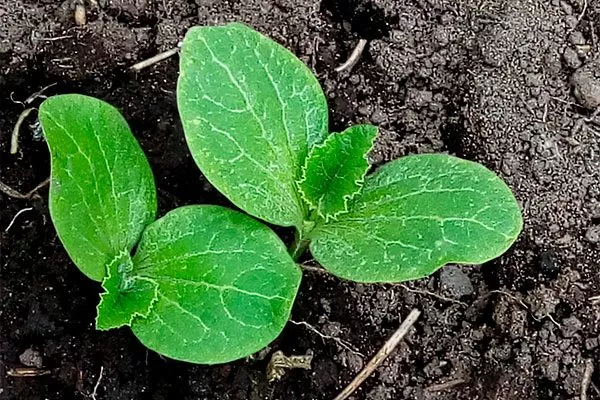 Закаливание тыквы Мандаринка3