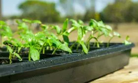 Закаливание1 тыквы Мандаринка4