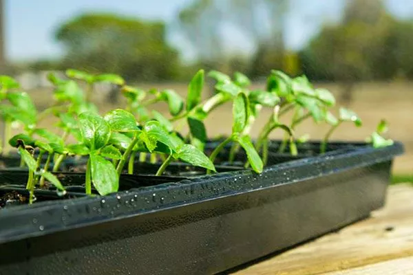 Закаливание1 тыквы Мандаринка4