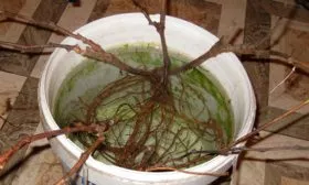 замачивают в воде