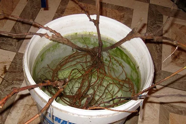 замачивают в воде