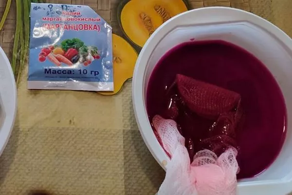 замочите семена в слабом растворе марганцовки томатов Золотая миля4