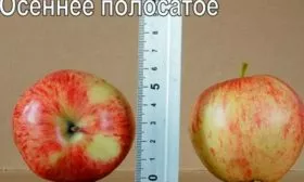 характеристики сорт яблок Осеннее полосатое9