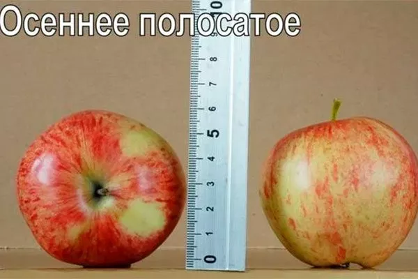 характеристики сорт яблок Осеннее полосатое9