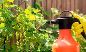 Защита от болезней и вредителей смородины Сибирская3