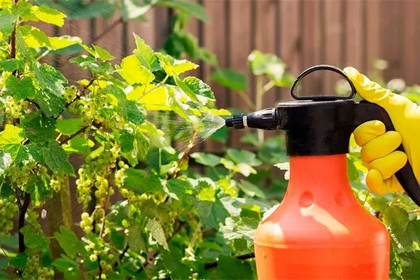 Защита от болезней и вредителей смородины Сибирская3