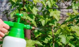 Защита от болезней и вредителей смородиныОриана2