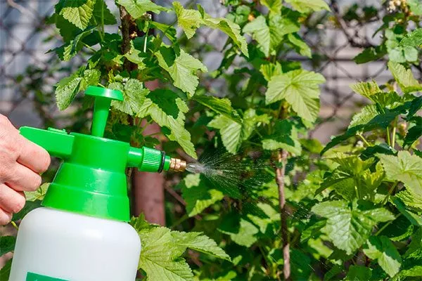 Защита от болезней и вредителей смородиныОриана2