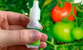 Защита от болезней и вредителей томатов Золотая миля5