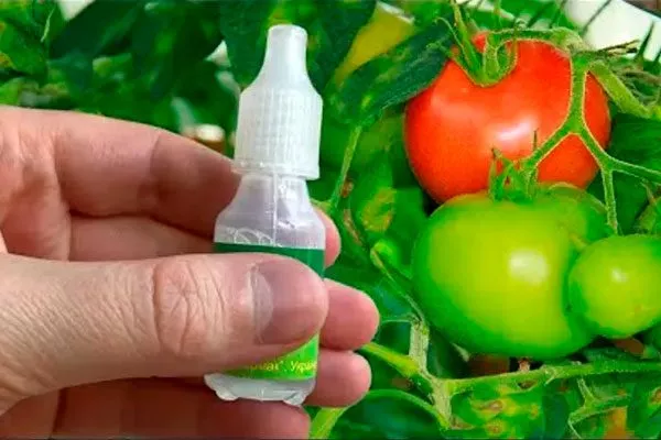 Защита от болезней и вредителей томатов Золотая миля5