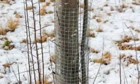 Защита от мороза и грызунов яблони Марат Бусурин4