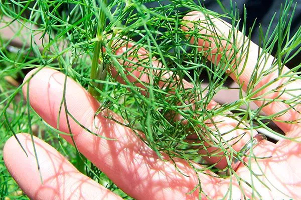 Защита растения от болезней и вредителей укропа Лохматый лев4