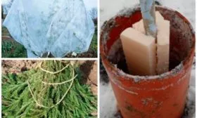 Защита в зимний период Яблоня Аркад8