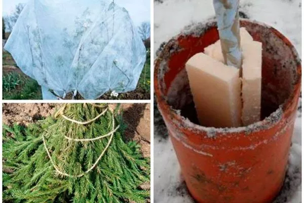 Защита в зимний период Яблоня Аркад8