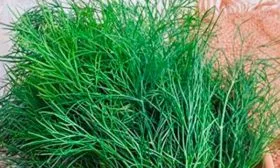 зелень укропа Лохматый лев5