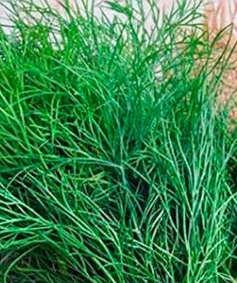 зелень укропа Лохматый лев5