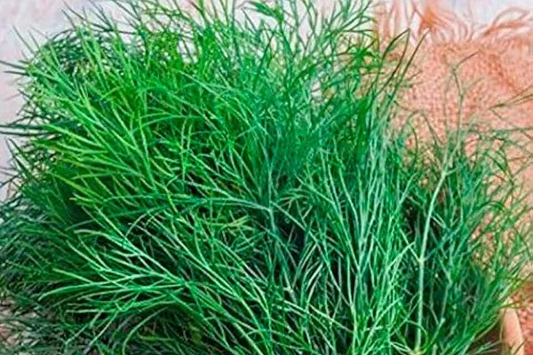 зелень укропа Лохматый лев5