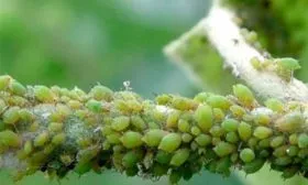 Зелёная тля яблони Красное раннее11