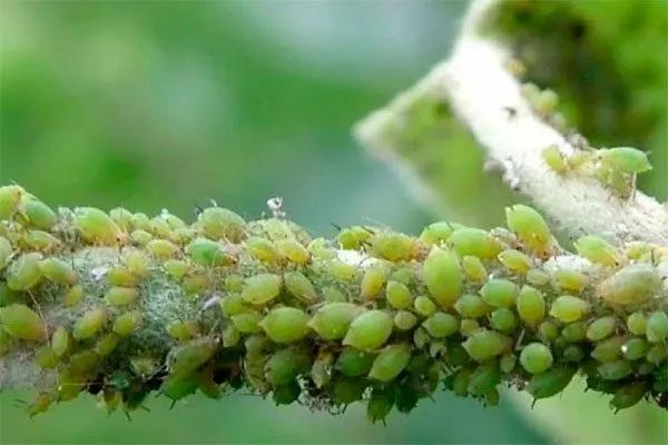 Зелёная тля яблони Красное раннее11