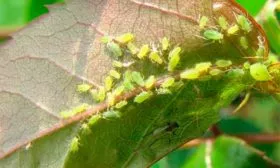 Зелёная тля яблони Марат Бусурин5