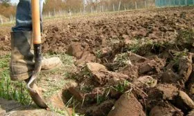 Землю перекапывают на глубину штыка лопаты, удаляя корневища многолетних сорняков, пырея, осота яблони Штрейфлинг8 яблони Штрейфлинг8