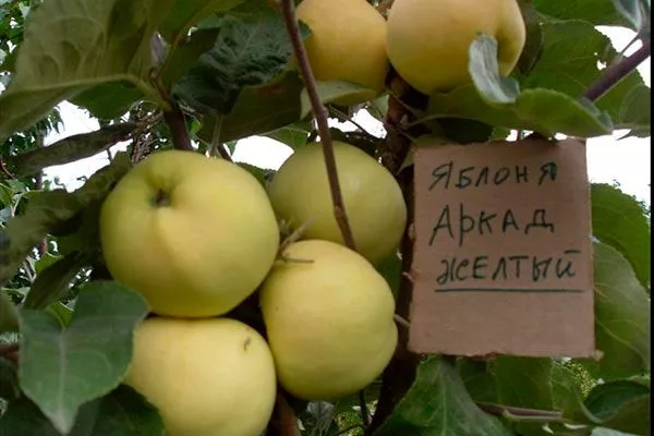 Жёлтый Яблоня Аркад7
