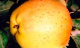 Жёлтый Яблоня Бельфлёр-китайка2