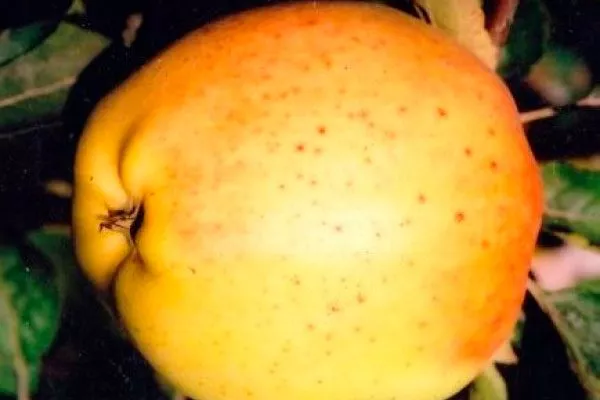 Жёлтый Яблоня Бельфлёр-китайка2