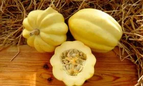 Жёлудь кремовый (Cream Of Crop) тыквы Акорн4