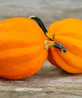 Жёлудь золотой (Table Gold Acorn Squash) тыквы Акорн3