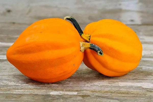 Жёлудь золотой (Table Gold Acorn Squash) тыквы Акорн3
