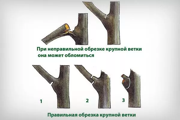 обрезка толстых ветвей Обрезка яблони1