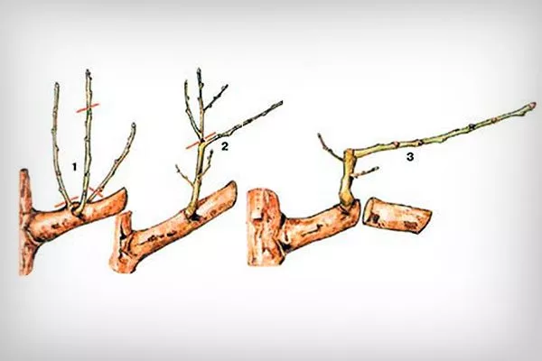 на плодоношение Обрезка яблони2