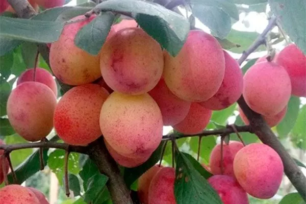 180339-sliva-pamyat-timiryazeva Осыпание сливы1