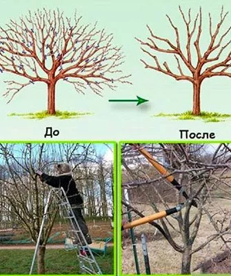 1loisch Обрезка яблони3