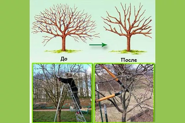 1loisch Обрезка яблони3