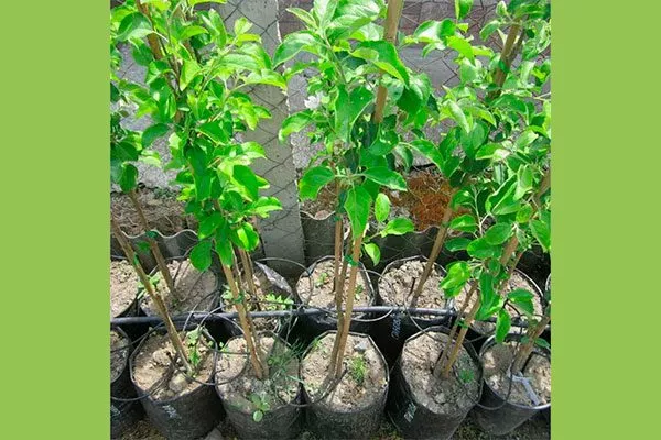 2-3-летние саженцы Яблони Долго1