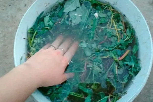 томатный трипсы1