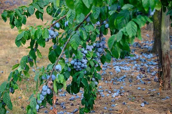 ветер Осыпание сливы2