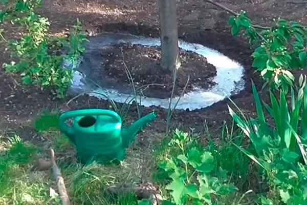 6-17-2048x1530 как поливать1