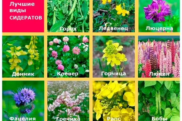 Сидераты Подкормка алычи1