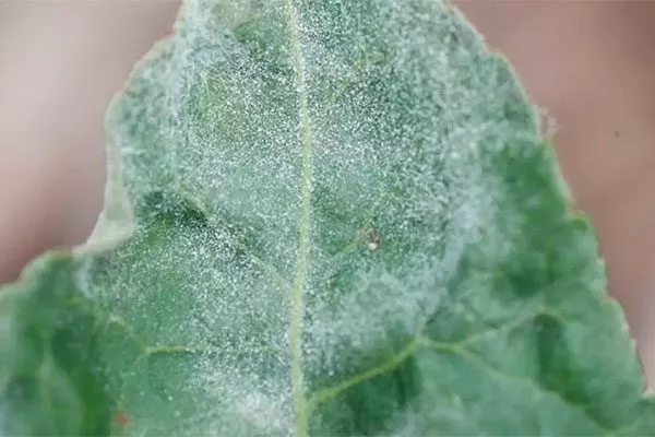 мучнистая роса Паутинный клещ5