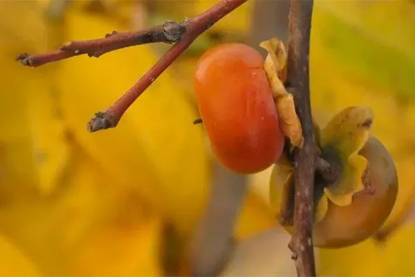 Обрезка хурмы2