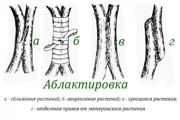 Аблактировка (сближение) Размножение ирги2