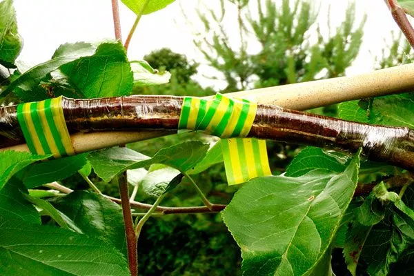 Аблактировка